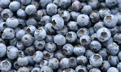 FDA recalls 55,000 pounds frozen blueberries over potential Listeria