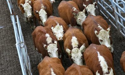 Trump signs executive order boosting Argentinian beef imports amid high prices