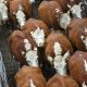 Trump signs executive order boosting Argentinian beef imports amid high prices