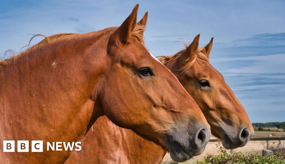 Rare-breed horse centre cuts back amid cost woes