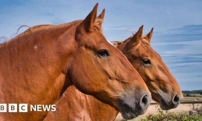 Rare-breed horse centre cuts back amid cost woes