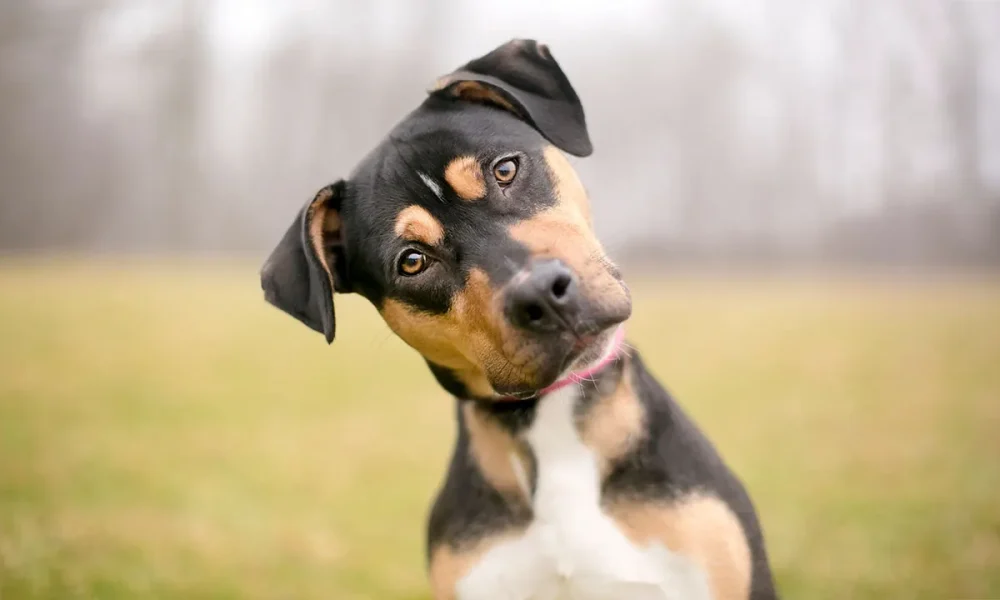 Amazon Ring expands AI feature to help locate lost dogs