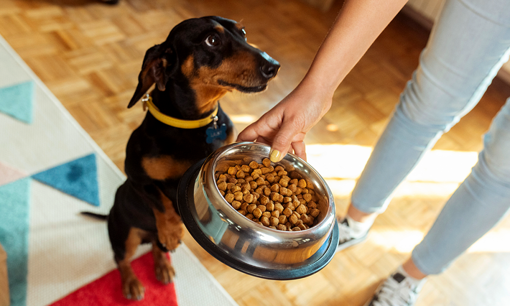 FDA announces recall of Elite Treats dog treats over salmonella concerns