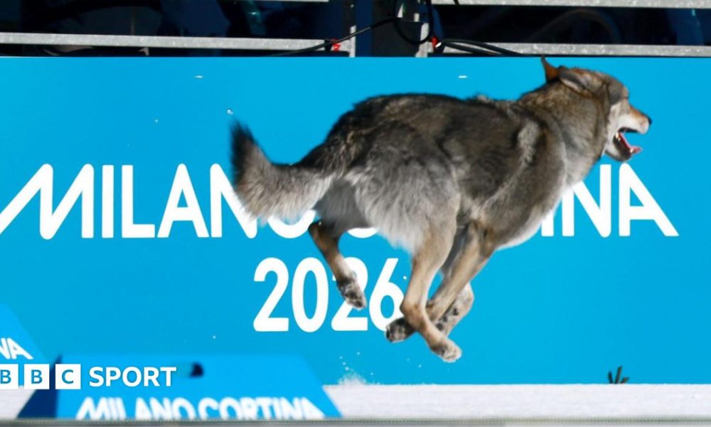 A dog running at the Olympic cross country