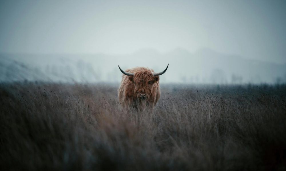 Jim Cramer watches this key bitcoin support level as Michael Saylor hints at buying the dip