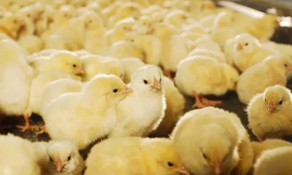 US-RSPE details latest sustainability report, framework