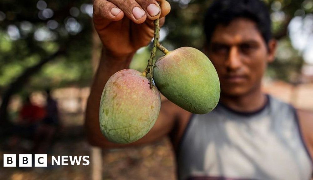 How do you modernise mango farming?