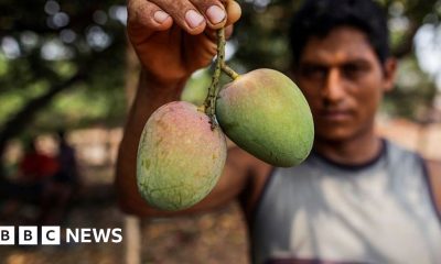 How do you modernise mango farming?