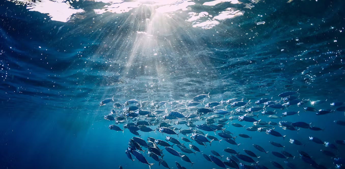 Fish use more energy to stay still than previously thought