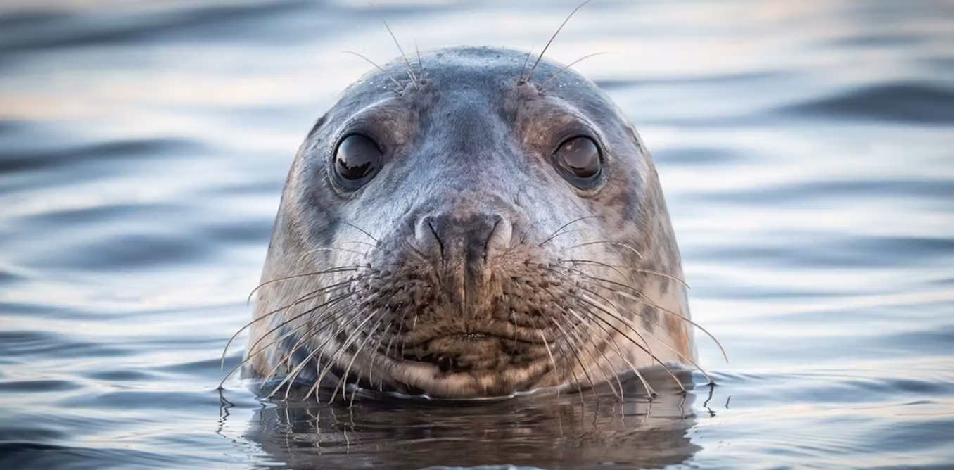 Endangered marine life is being caught in fishing nets, but it doesn’t need to be
