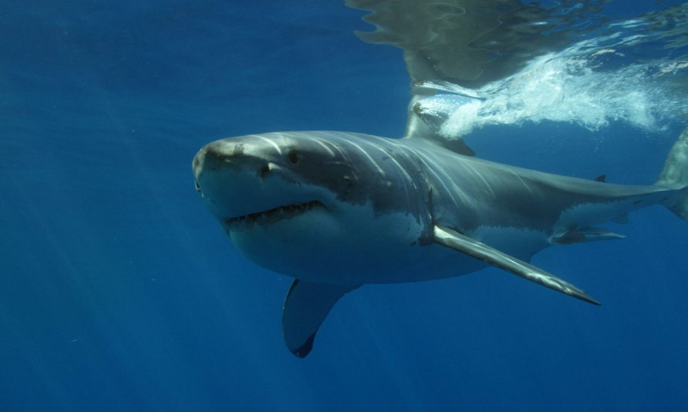 Great White Shark