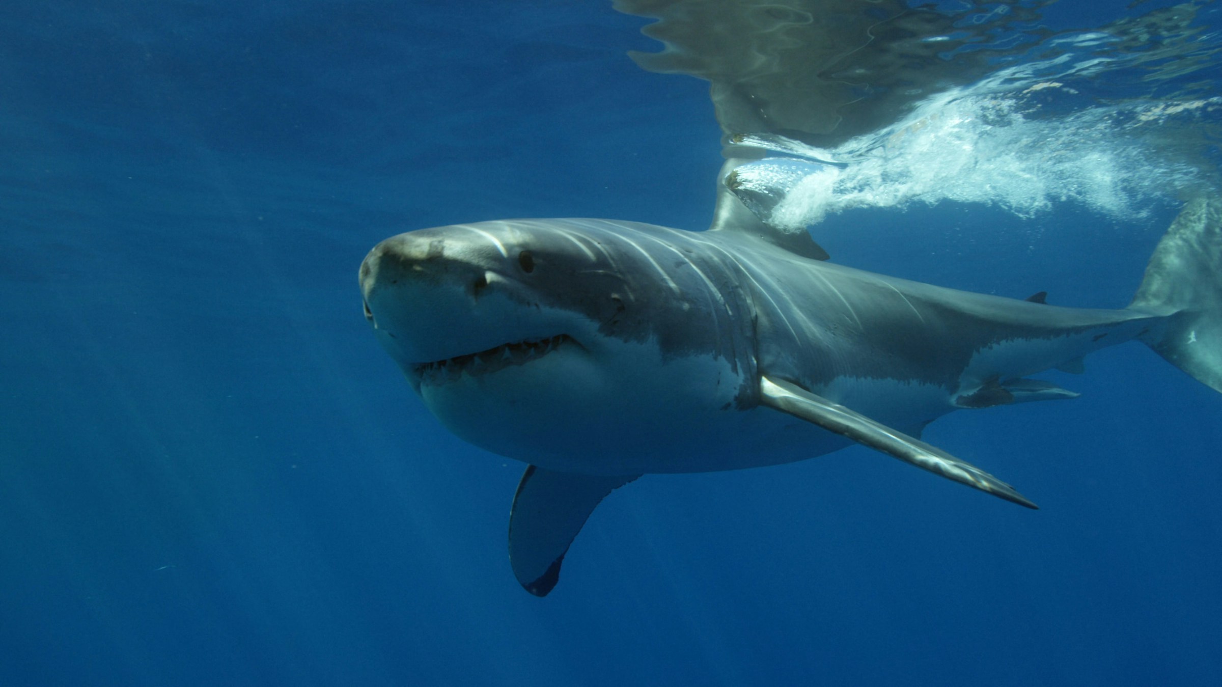 Great White Shark