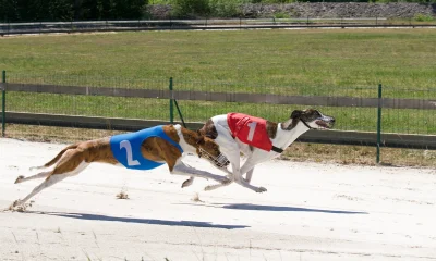 Why I'm Still Bullish On Novo Nordisk Despite Recent Setbacks