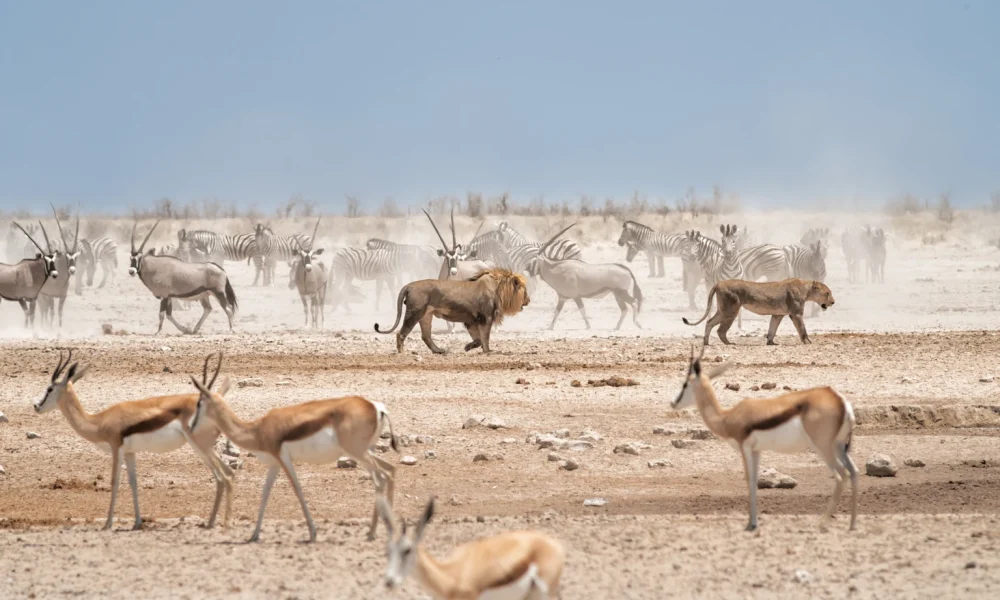 Oracle: Start Tranching In