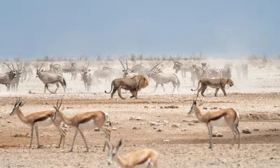 Oracle: Start Tranching In