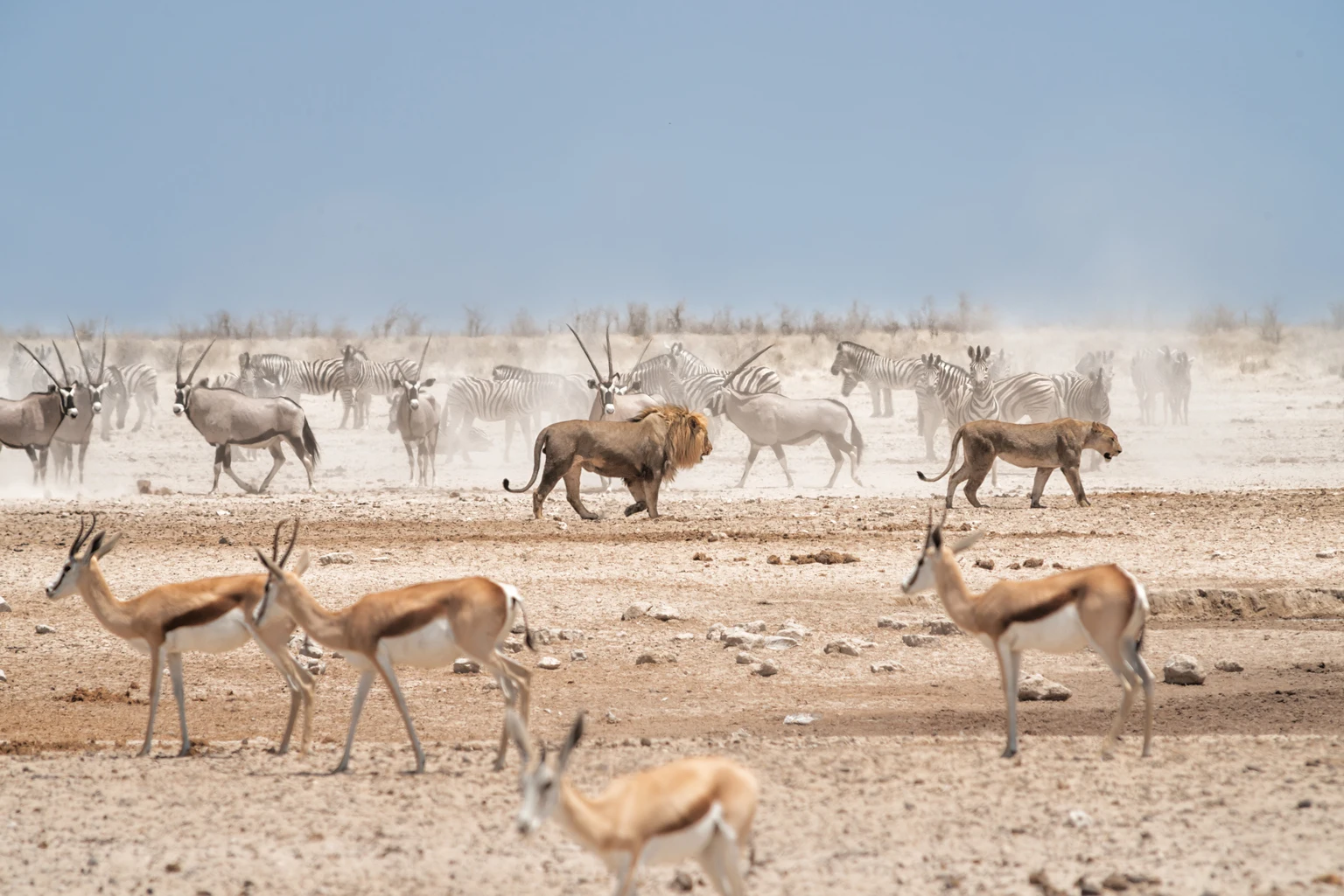 Oracle: Start Tranching In