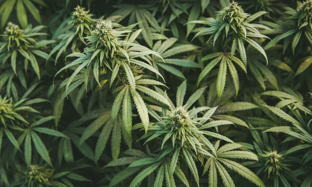 Innovative Industrial: Forget The 16.5% Yield, Get The 9.7%-Yielding Preferreds