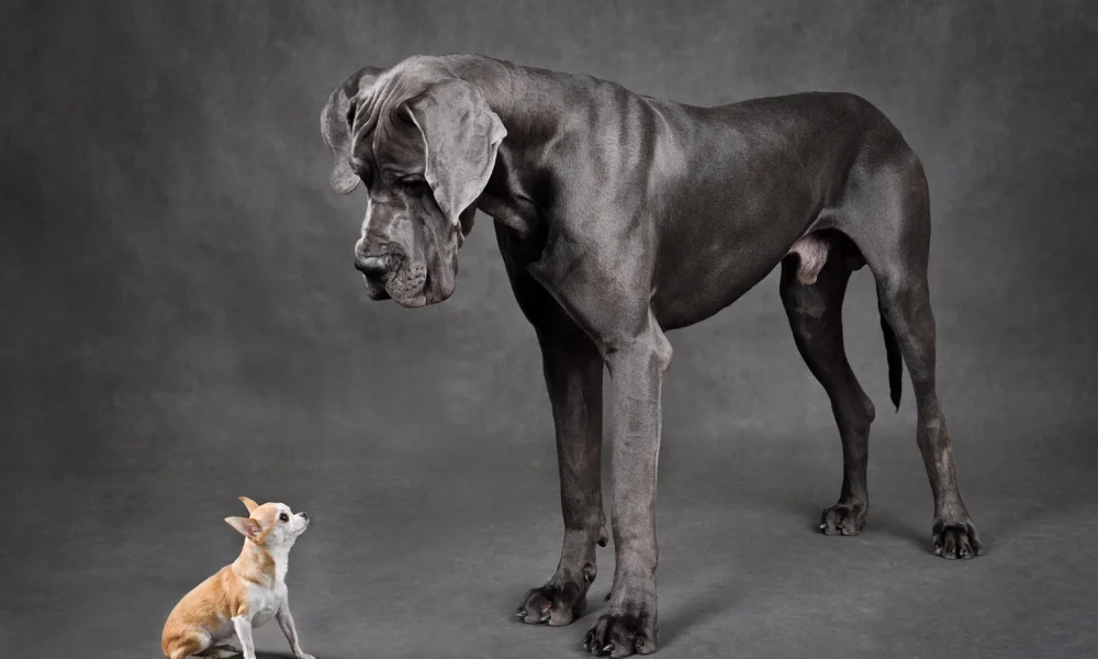 S&P 500 Vs. Small Caps: Bigger Is Still Better. Why Smaller Stocks Are Useless, For Now