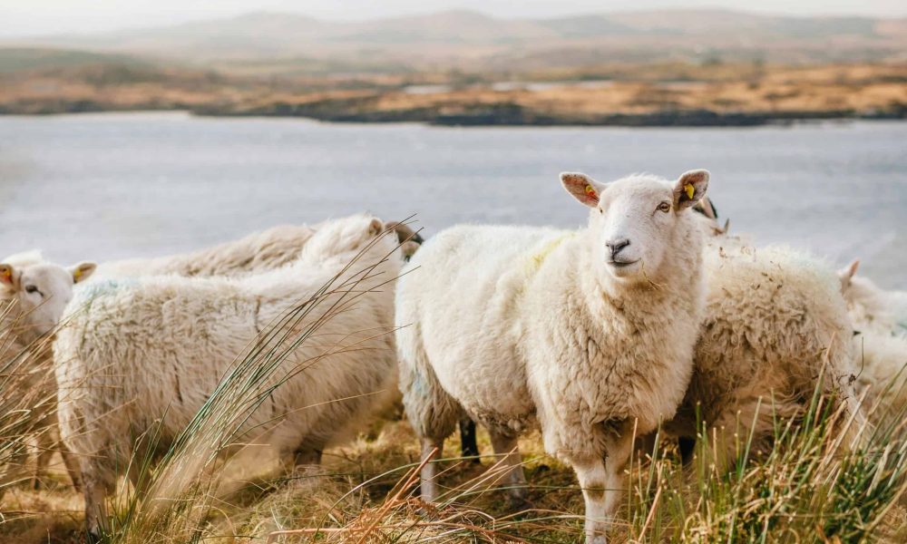 Shear comfort, the sheep helping people unload their worries