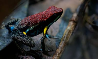 The science behind the frog poison that allegedly killed Alexei Navalny | World News