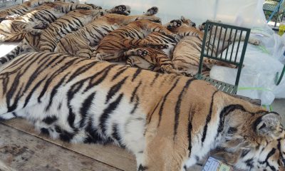 Dead tigers from Tiger Kingdom laid in preparation for autopsy. Pic: AP