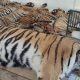 Dead tigers from Tiger Kingdom laid in preparation for autopsy. Pic: AP