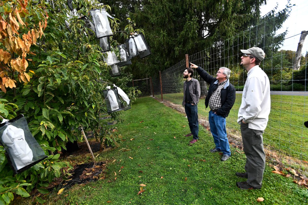 To resurrect venerable American chestnuts, scientists turn to genetic testing