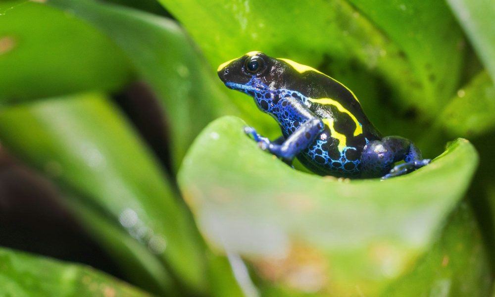 Bob Seely: Putin's poison is a mixture of message and menace, which is why he likes using it