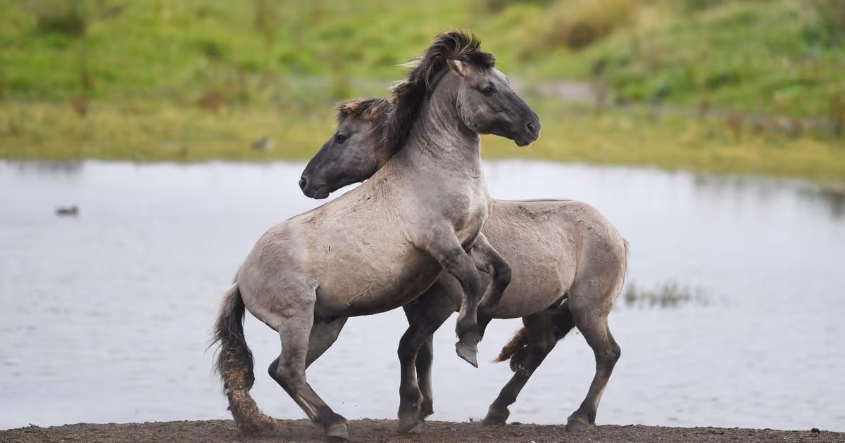 Cambridgeshire walk where you can spot Highland cattle and Konik ponies