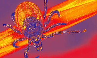 Pfizer Lyme disease vaccine fails trial, company to seek FDA approval