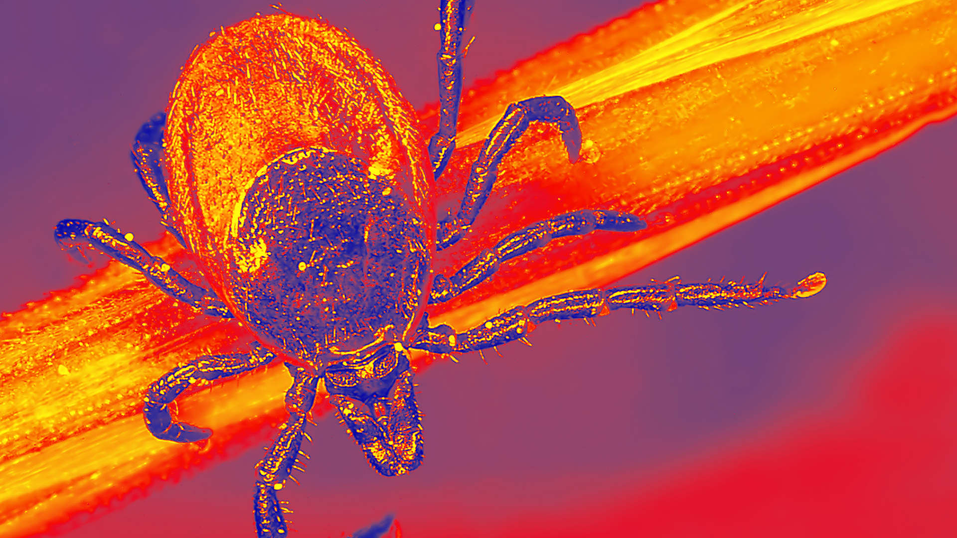 Pfizer Lyme disease vaccine fails trial, company to seek FDA approval