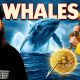 Why The Bitcoin Whales Are About To Eat You Alive