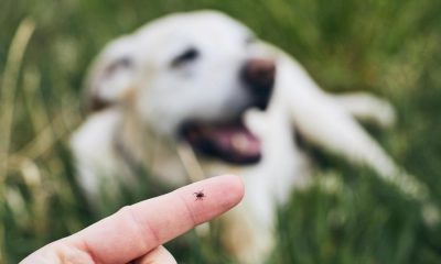Dog owners urged to avoid common tick treatment by vet