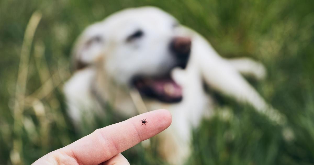 Dog owners urged to avoid common tick treatment by vet