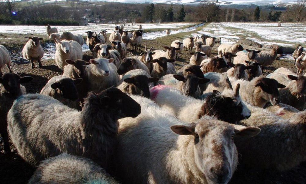 Home Office extends sheep shearer visa concession by a year