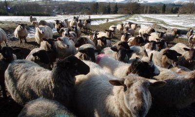 Home Office extends sheep shearer visa concession by a year
