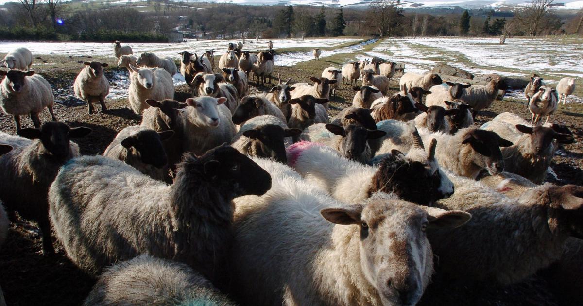 Home Office extends sheep shearer visa concession by a year