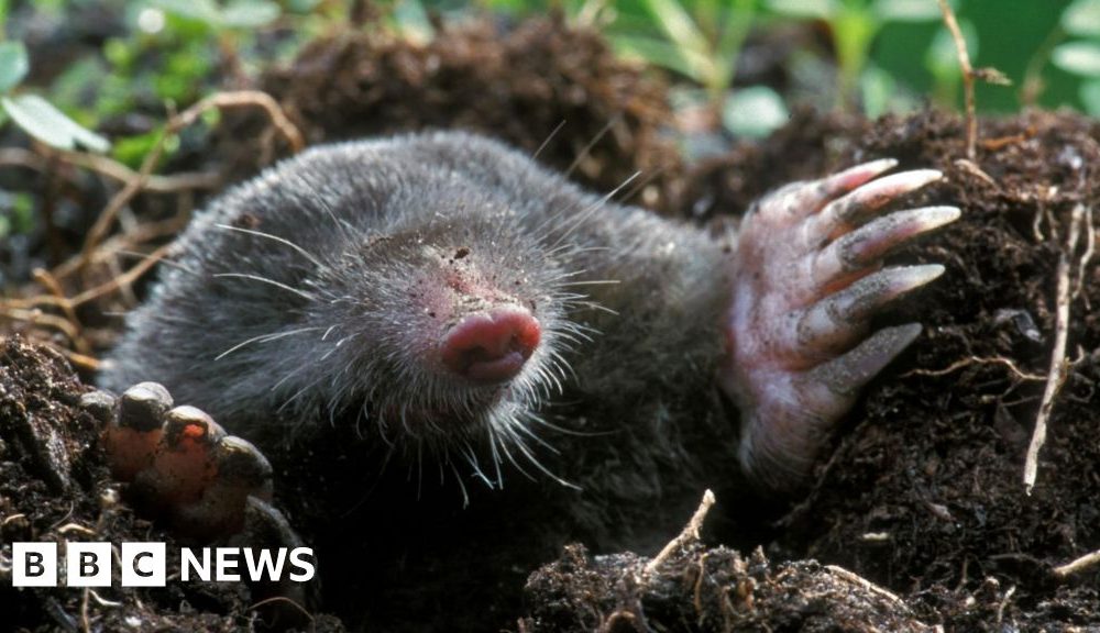 The mole hanging photos dividing social media