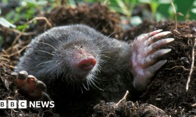 The mole hanging photos dividing social media