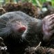 The mole hanging photos dividing social media