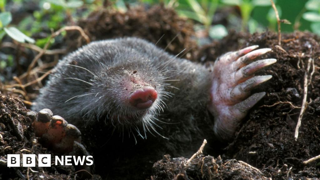 The mole hanging photos dividing social media