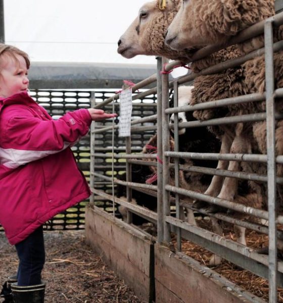 Award-winning Hall Hill Farm in County Durham hiring guides