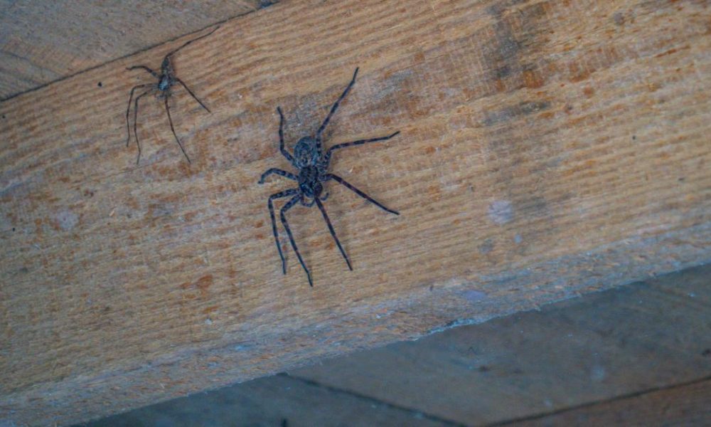 Brits warned about 'very large house spiders' from expert
