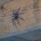Brits warned about 'very large house spiders' from expert