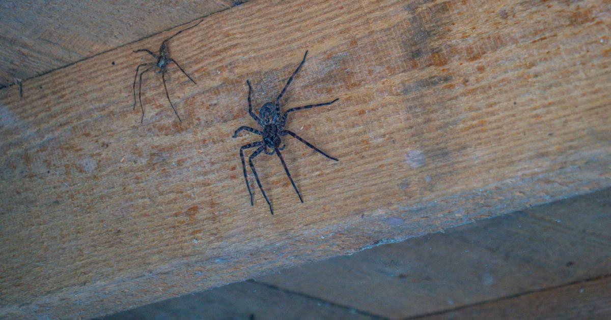 Brits warned about 'very large house spiders' from expert