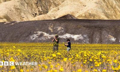 A man and a boy are standing in a field full of yellow flowers. Dry, brown hillsides are behind them