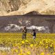 A man and a boy are standing in a field full of yellow flowers. Dry, brown hillsides are behind them