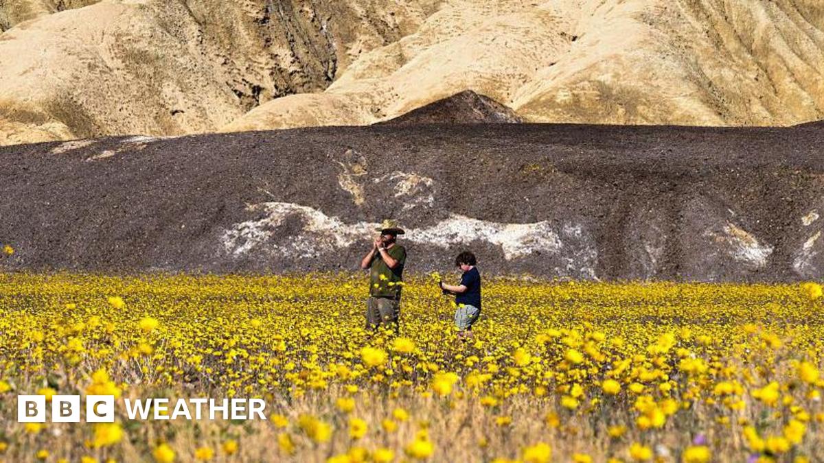 A man and a boy are standing in a field full of yellow flowers. Dry, brown hillsides are behind them