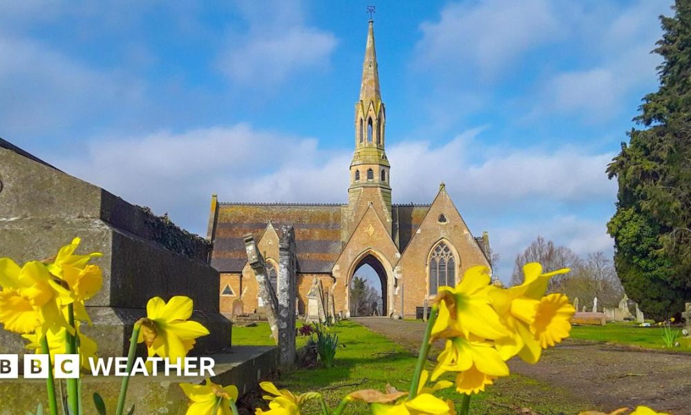 Yellow daffodils blooming in front of a church with a tall spire and mostly blue sky above