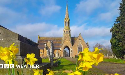 Yellow daffodils blooming in front of a church with a tall spire and mostly blue sky above